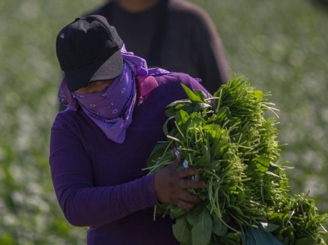Immigrant farm workers harvest spinach field as US President Donald Trump takes steps to d