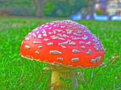 Magic Mushroom (Kirt Edblom / Flickr / CC / Cropped)