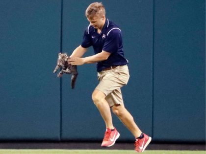 A cat invaded the field in the bottom of the …