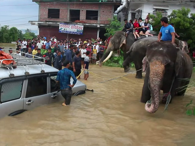 Elephants Deployed in Nepal to Rescue Flood Victims