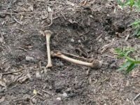 Cartel Graves