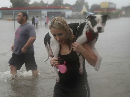 flood dog