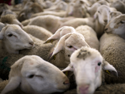Sheeps wait to be killed in a slaughterhouse in La Courneuve on the first day of the Muslim holiday of Eid al-Adha, on October 26, 2012 outside of Paris.