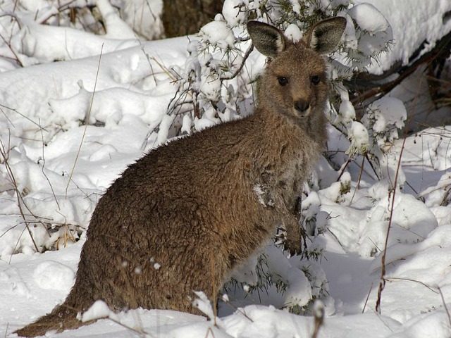 kangaroo in the snow