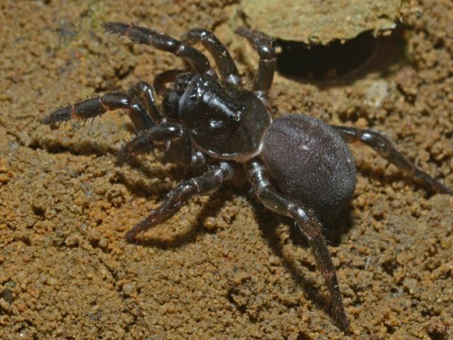 The Australian trapdoor spider, or Moggridgea rainbow, is only found on Kangaroo Island of