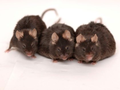 The klotho protein was found to enhance cognitive and physical performance in aging or impaired mice, said a study carried out by scientists at the University of California, San Francisco and published in the journal Cell Reports