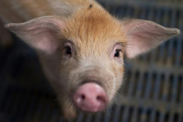 Humans can already receive pig heart valves and pancreases, but scientists have long sought to make their entire organs, which grow to around human size, available for harvest