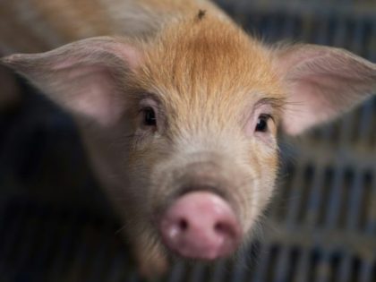 Humans can already receive pig heart valves and pancreases, but scientists have long sought to make their entire organs, which grow to around human size, available for harvest