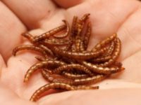 Protein-rich mealworms make up the bulk of the "insect balls" due to go on sale at Switzerland's Coop supermarket