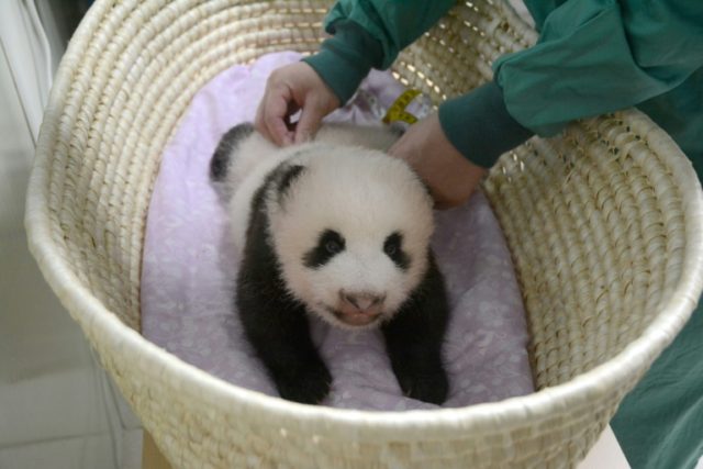 This handout picture taken on August 11, 2017 and released from the Tokyo Zoological Park