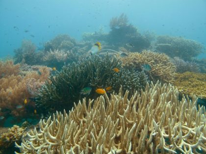 Japan's Fisheries Agency will use an underwater camera to check the condition of coral of