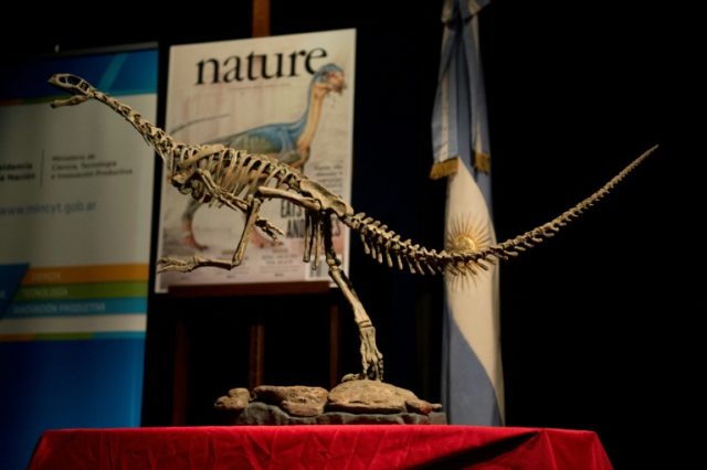 A replica of a Chilesaurus diegosuarezi skeleton, a vegetarian dinosaur, exhibited at th