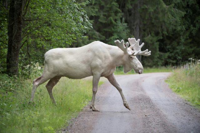 Experts have warned people flocking to catch a glimpse of a rare white elk in Sweden have