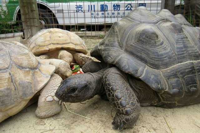 A giant female tortoise named Abuh who made a break from a Japanese zoo has been found saf