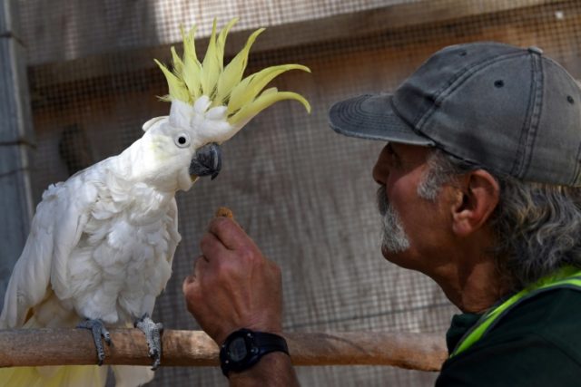Australian prisoners are caring for animals that have been abandoned, attacked by predator