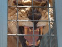 lion AP Photo