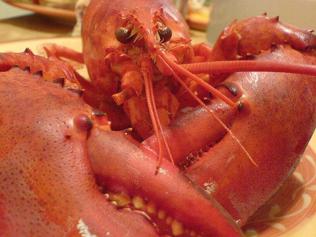 Maine Lobster (man pikin / Flickr / CC)