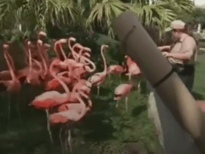 Pink Flamingos - Miami Zoo - Irma roundup