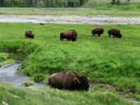 Man Gored by Bison in 2nd Recent Attack at Yellowstone