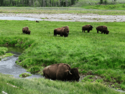 FILE - In this June 19, 2014, file photo, bison graze near a stream in Yellowstone Nationa