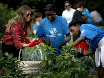 WASHINGTON, DC - SEPTEMBER 22: U.S. first lady Melania Trump joins children from the Boys and Girls Club of Washington in planting and harvesting vegetables in the White House Kitchen Garden September 22, 2017 in Washington, DC. The White House Kitchen Garden is a tradition started by former first lady …