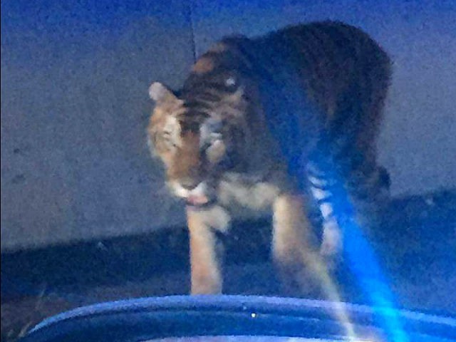 Loose Tiger Shot Dead in Atlanta After It Attacked Dog, Terrified Residents