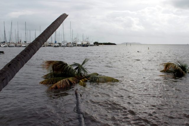 Palm trees lie in the water in the aftermath of Hurricane Irma in Fajardo, Puerto Rico, on