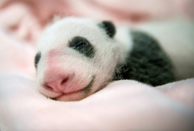 Giant pandas have a famously low reproductive rate and births in captivity are rare