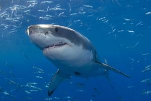 Surfer 'launched into the air' by great white shark