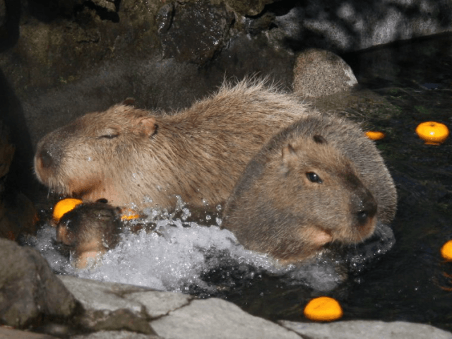 Capybaras in a bath at Izu Shaboten Park in Japan