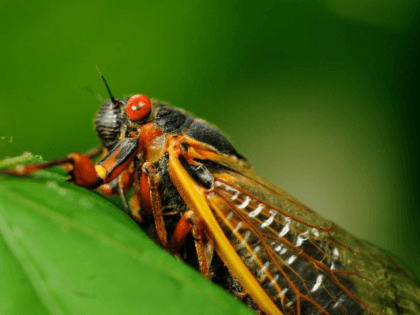 FILE In this May 16, 2013 file photo, a 17-year old cicadas is shown. The 17-year cicadas