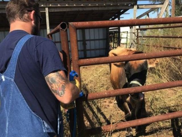 Brandon Darby with Millie the Milk Cow