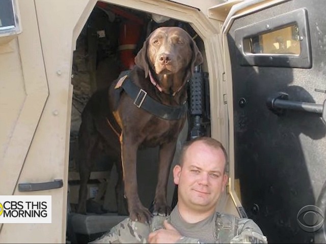 K-9 Medal Of Courage Award Bestowed On Five Military Dogs