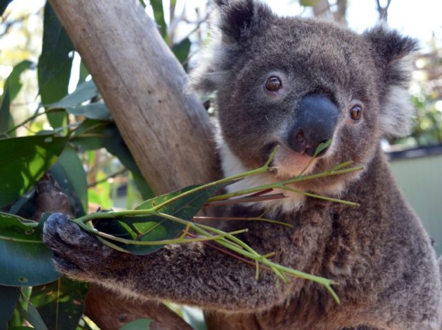 A handout photo shows Irene the koala, who escaped from her enclosure at the Australian Re