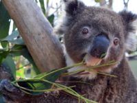 A handout photo shows Irene the koala, who escaped from her enclosure at the Australian Reptile Park at the start of her first mating season, impatient to find a partner