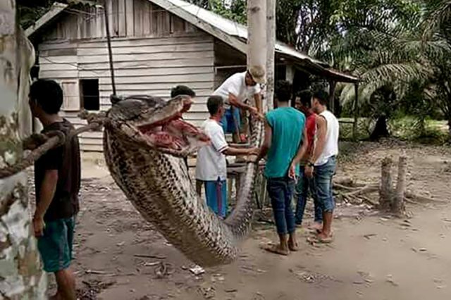 Villagers stand beside the 7.8 metre (25.6 foot) long python which was killed after it att