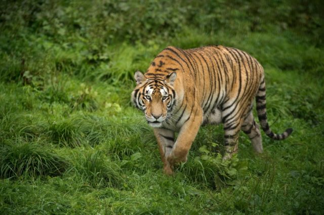 Siberian tigers were on the brink of extinction in the 1940s, but today Chinese rangers an