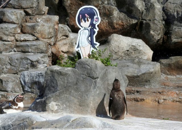The Humboldt penguin Grape would stare at a cardboard cut-out of a cartoon character Hulul