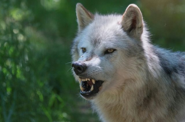 Wolves are among the predators attracted to a molecule from mammal blood known as E2D, tha