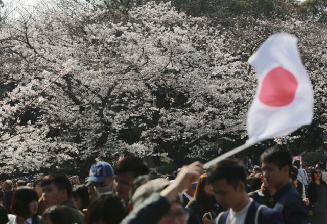 A visitor waves a Japanese flag near blooming cherry blossoms at Ueno Park in Tokyo, Tuesday, April 4, 2017. Cherry blossom season has officially kicked off in Tokyo, marking the beginning of spring for the Japanese. (AP Photo/Eugene Hoshiko)