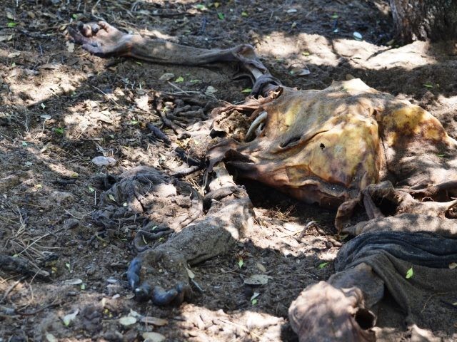 Remains of deceased illegal immigrant found in Brooks County. (File Photo: Bob Price/Breitbart Texas)