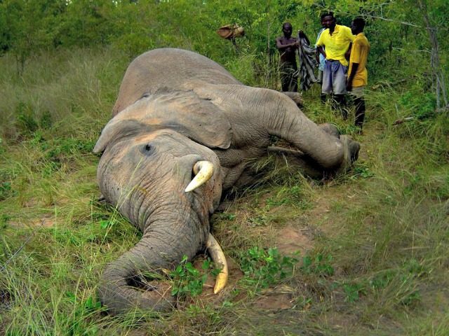 Dead African Elephant