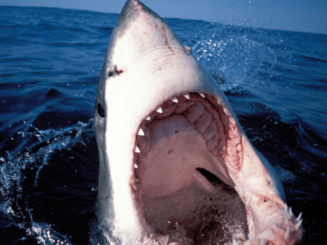 Getty Images Shark