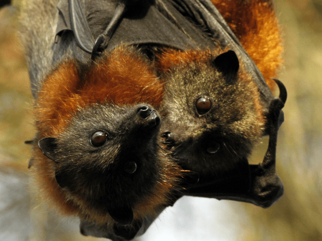 A mother and baby grey-headed Flying fox rest in a tree before flying out to feed Sunday,