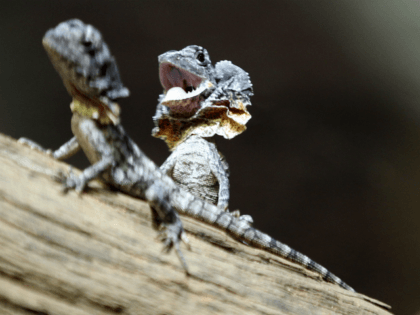 A two-week old Frill-necked lizard rears up in defense at Wild Life Park at Darling Harbou