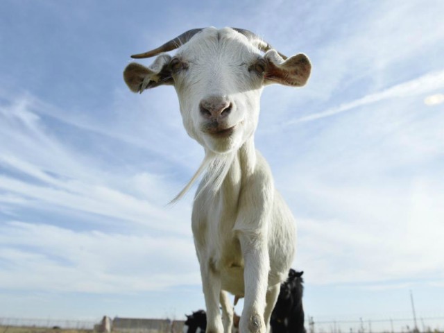 UC Santa Barbara Students Using 'Goat Yoga' to Relieve Stress