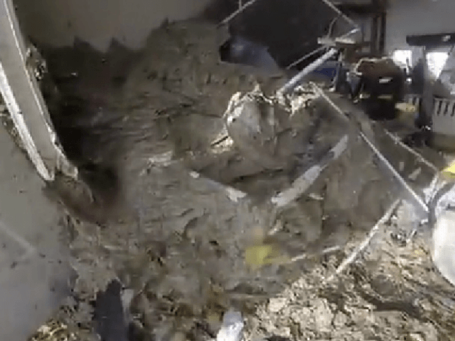 WATCH: Swarm of Hornets Attack Exterminator Breaking Massive Nest in ...