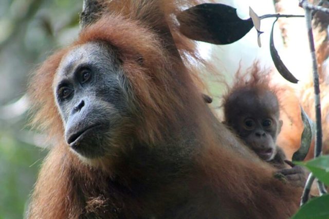 Newly discovered orangutan species is most endangered great ape: study