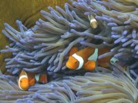 A coral transplanting technique being trialled on the Great Barrier Reef offers hope that damaged ecosystems could be restored, Australian scientists say