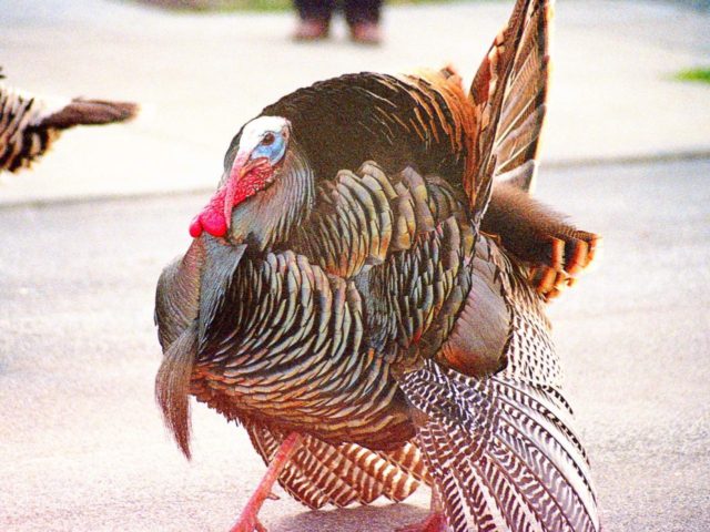 wild turkey (Flickr)